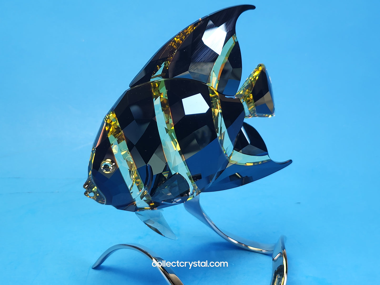 PARADISE FISH – FRENCH ANGELFISH JONQUIL MORODA 1083776