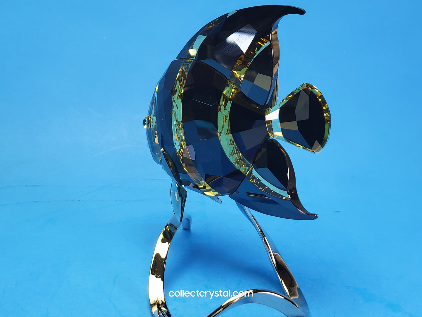 PARADISE FISH – FRENCH ANGELFISH JONQUIL MORODA 1083776