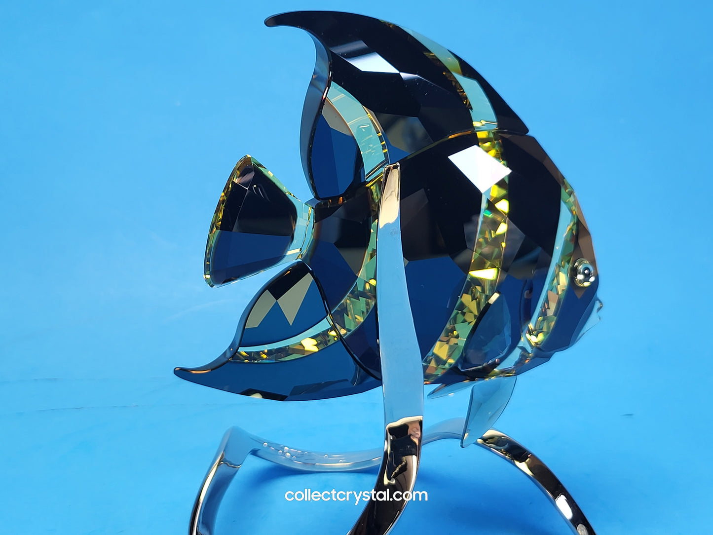 PARADISE FISH – FRENCH ANGELFISH JONQUIL MORODA 1083776