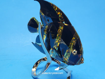 PARADISE FISH – FRENCH ANGELFISH JONQUIL MORODA 1083776