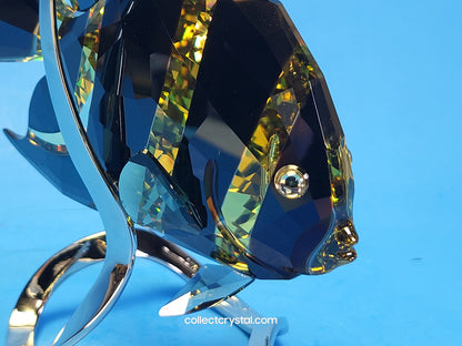 PARADISE FISH – FRENCH ANGELFISH JONQUIL MORODA 1083776