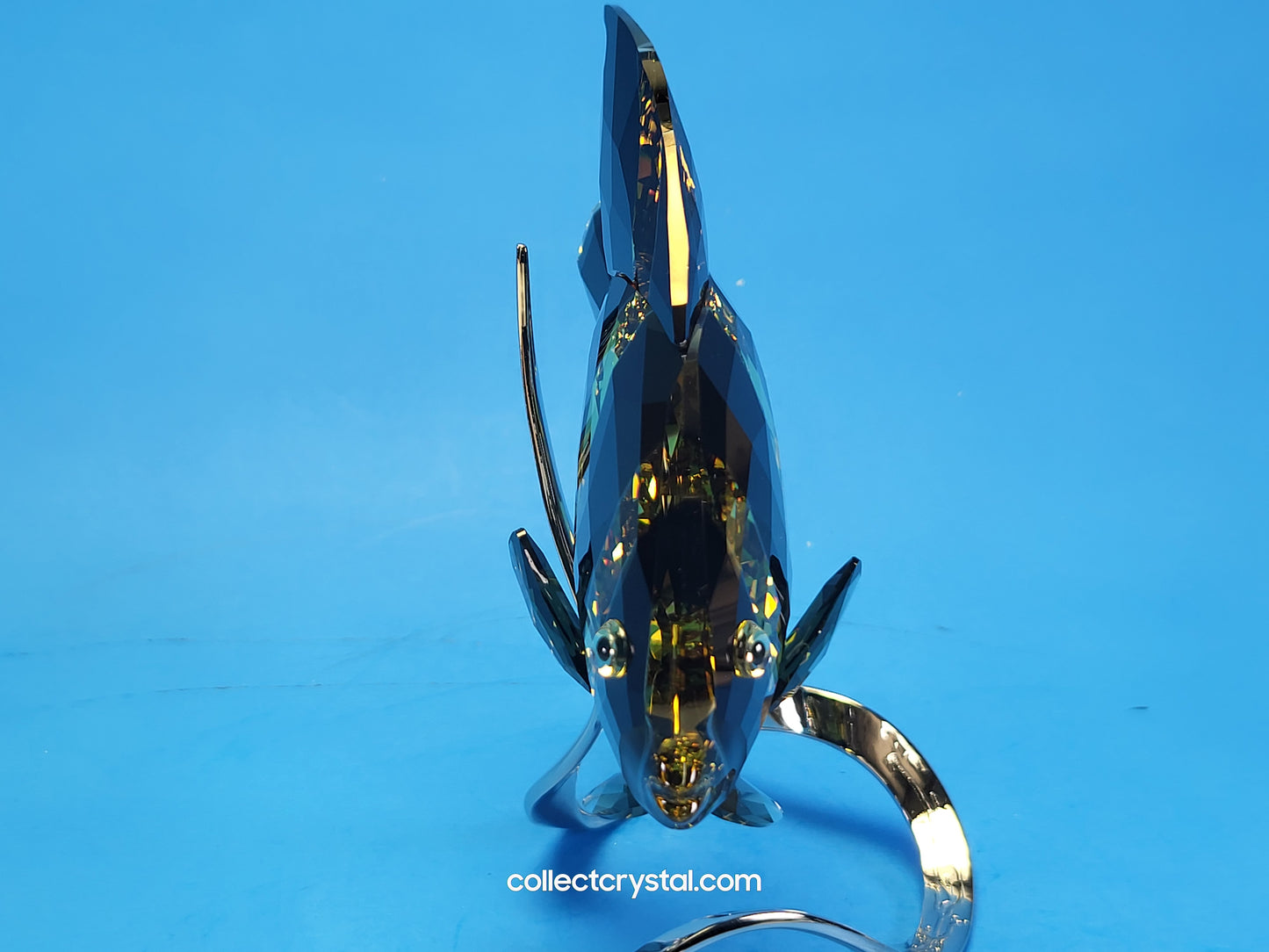 PARADISE FISH – FRENCH ANGELFISH JONQUIL MORODA 1083776
