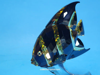 PARADISE FISH – FRENCH ANGELFISH JONQUIL MORODA 1083776