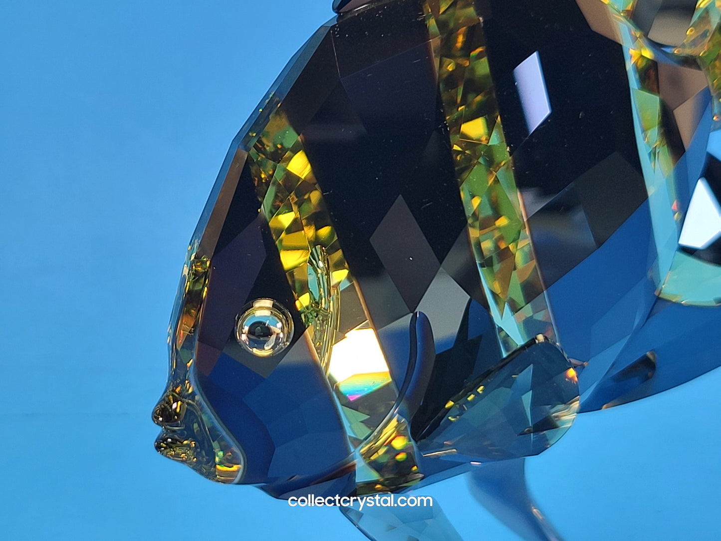 PARADISE FISH – FRENCH ANGELFISH JONQUIL MORODA 1083776