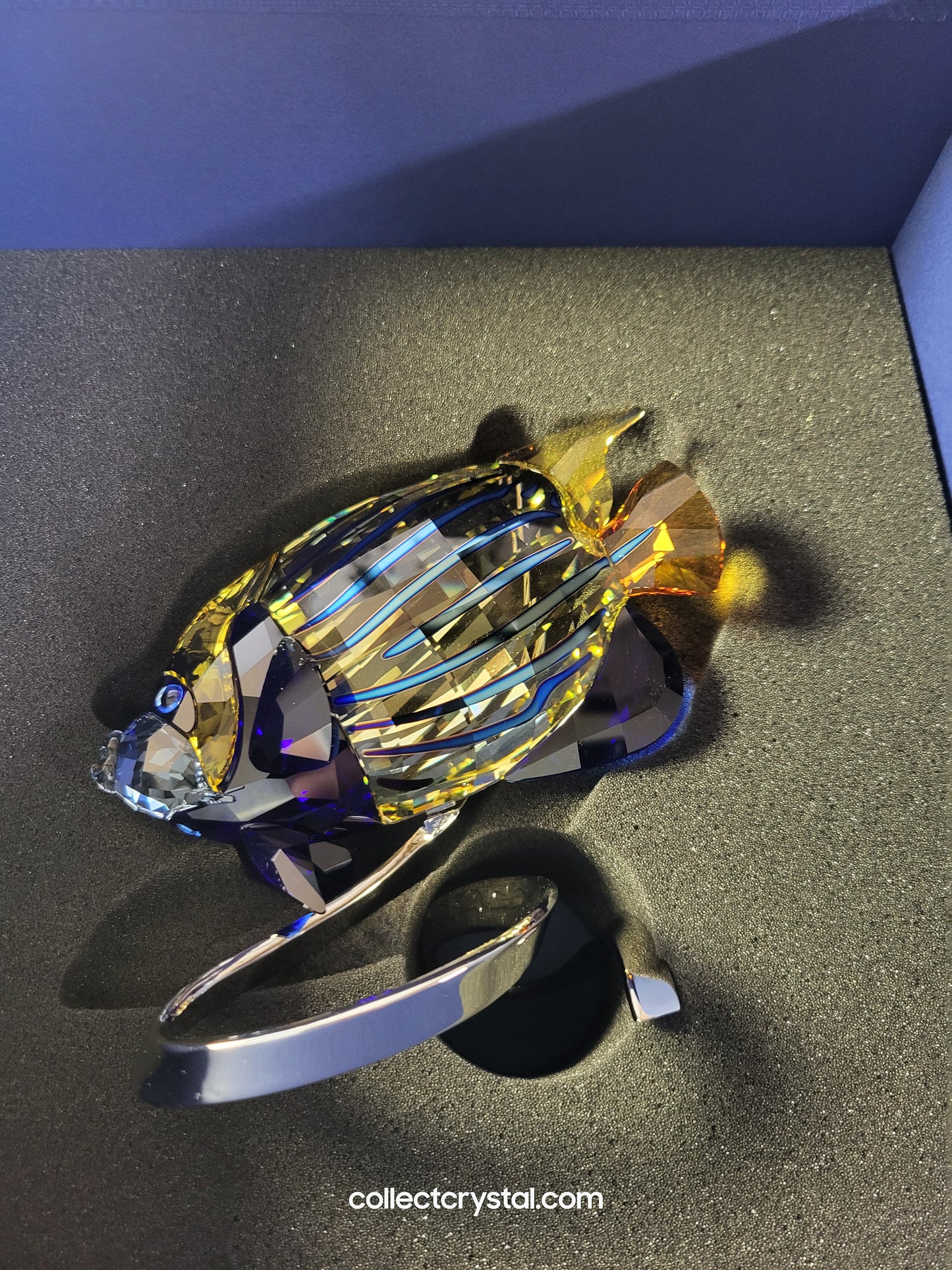 PARADISE FISH – EMPEROR ANGELFISH JONQUIL 1072590