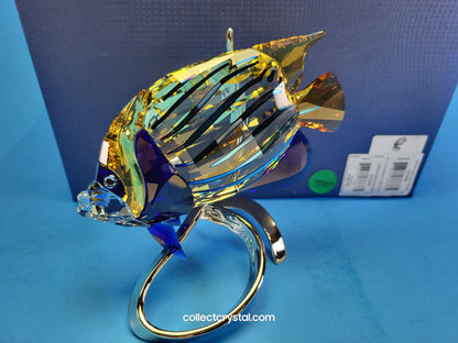 PARADISE FISH – EMPEROR ANGELFISH JONQUIL 1072590