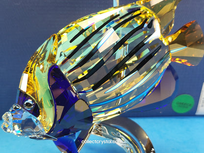 PARADISE FISH – EMPEROR ANGELFISH JONQUIL 1072590