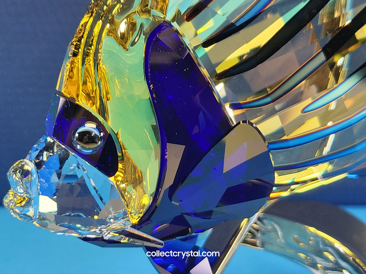 PARADISE FISH – EMPEROR ANGELFISH JONQUIL 1072590