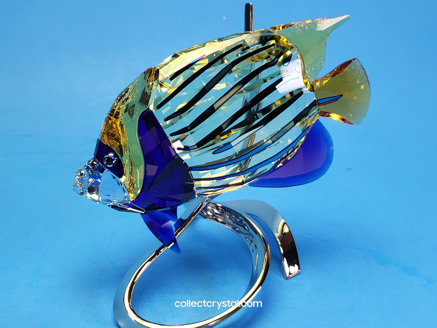 PARADISE FISH – EMPEROR ANGELFISH JONQUIL 1072590