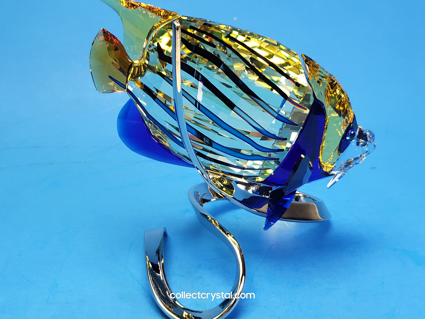 PARADISE FISH – EMPEROR ANGELFISH JONQUIL 1072590