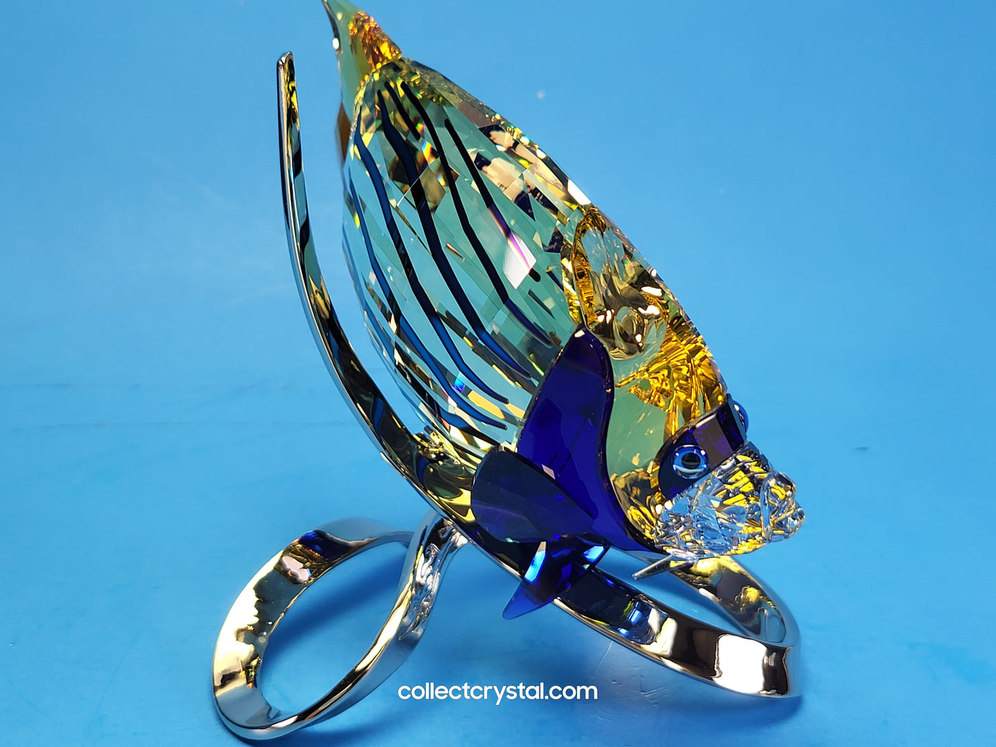 PARADISE FISH – EMPEROR ANGELFISH JONQUIL 1072590