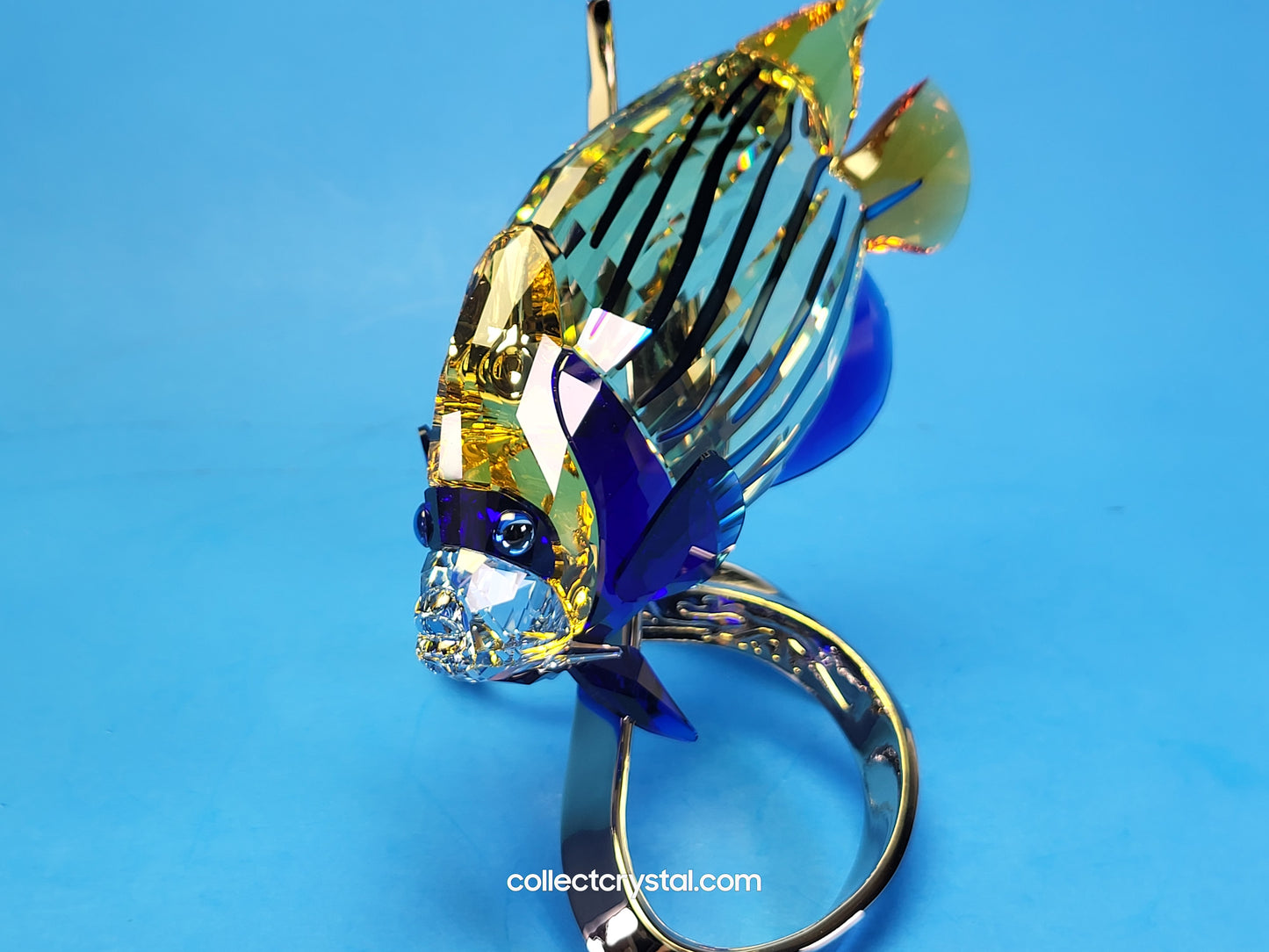 PARADISE FISH – EMPEROR ANGELFISH JONQUIL 1072590