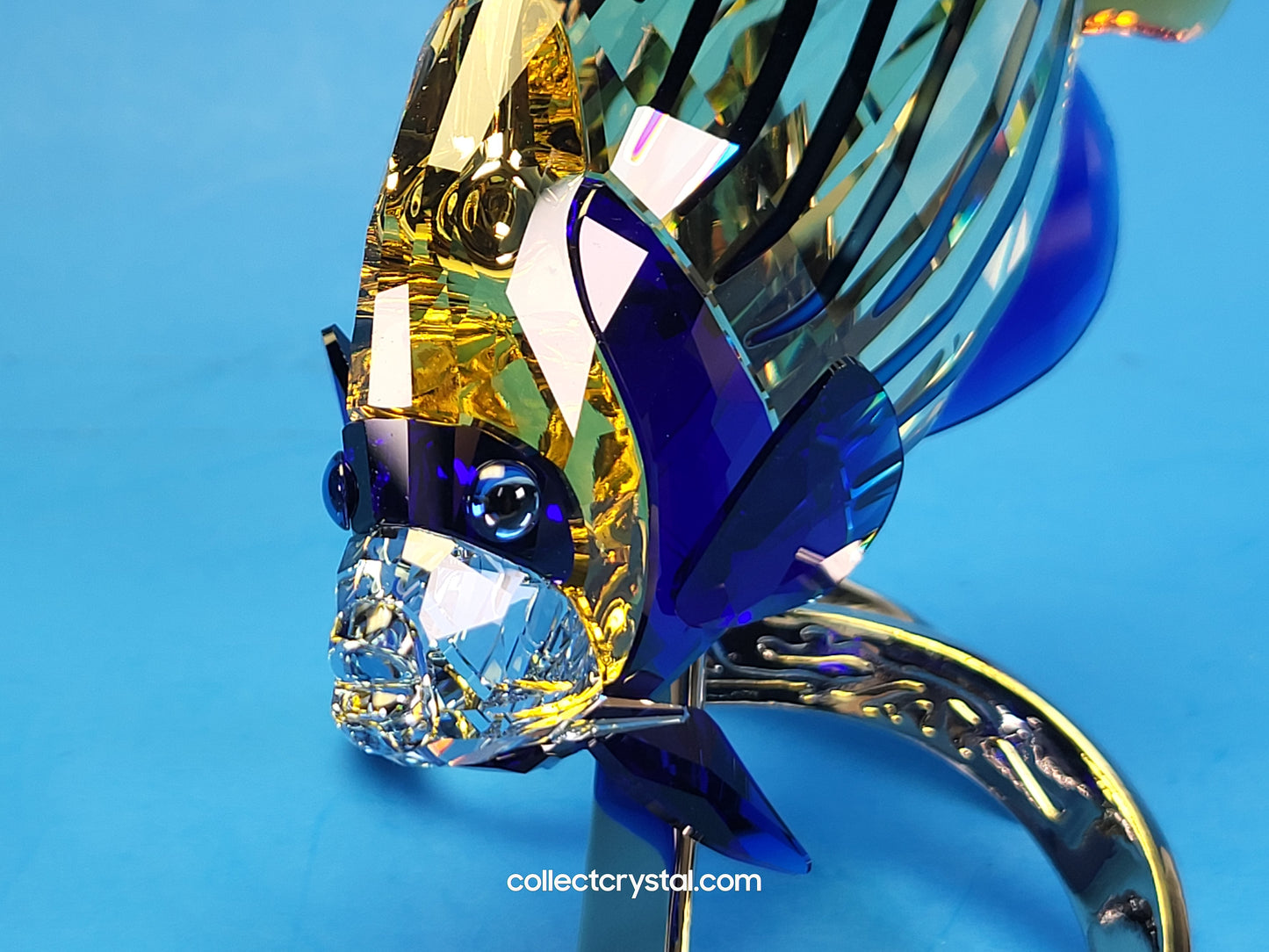 PARADISE FISH – EMPEROR ANGELFISH JONQUIL 1072590