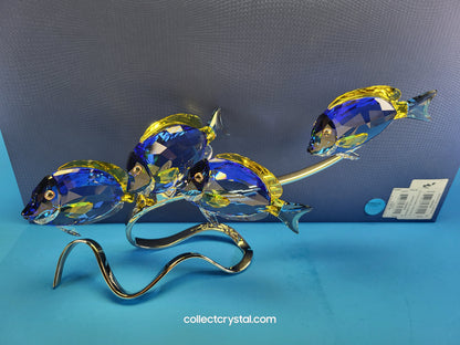 PARADISE FISH – SURGEONFISH # 1034023
