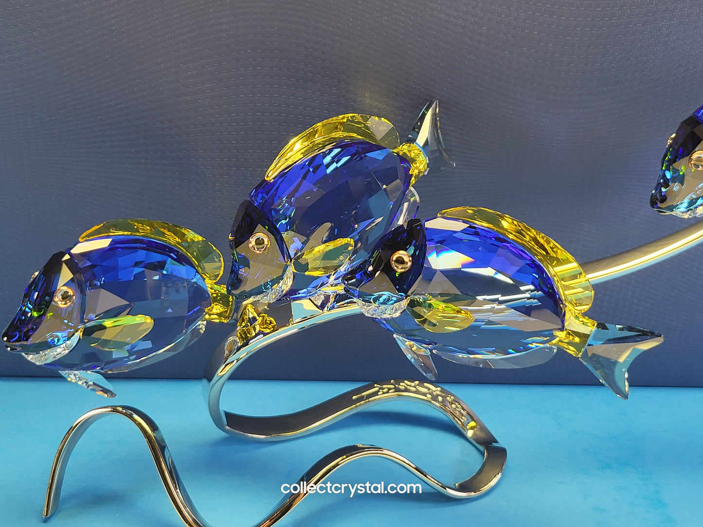 PARADISE FISH – SURGEONFISH # 1034023