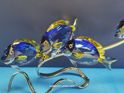 PARADISE FISH – SURGEONFISH # 1034023