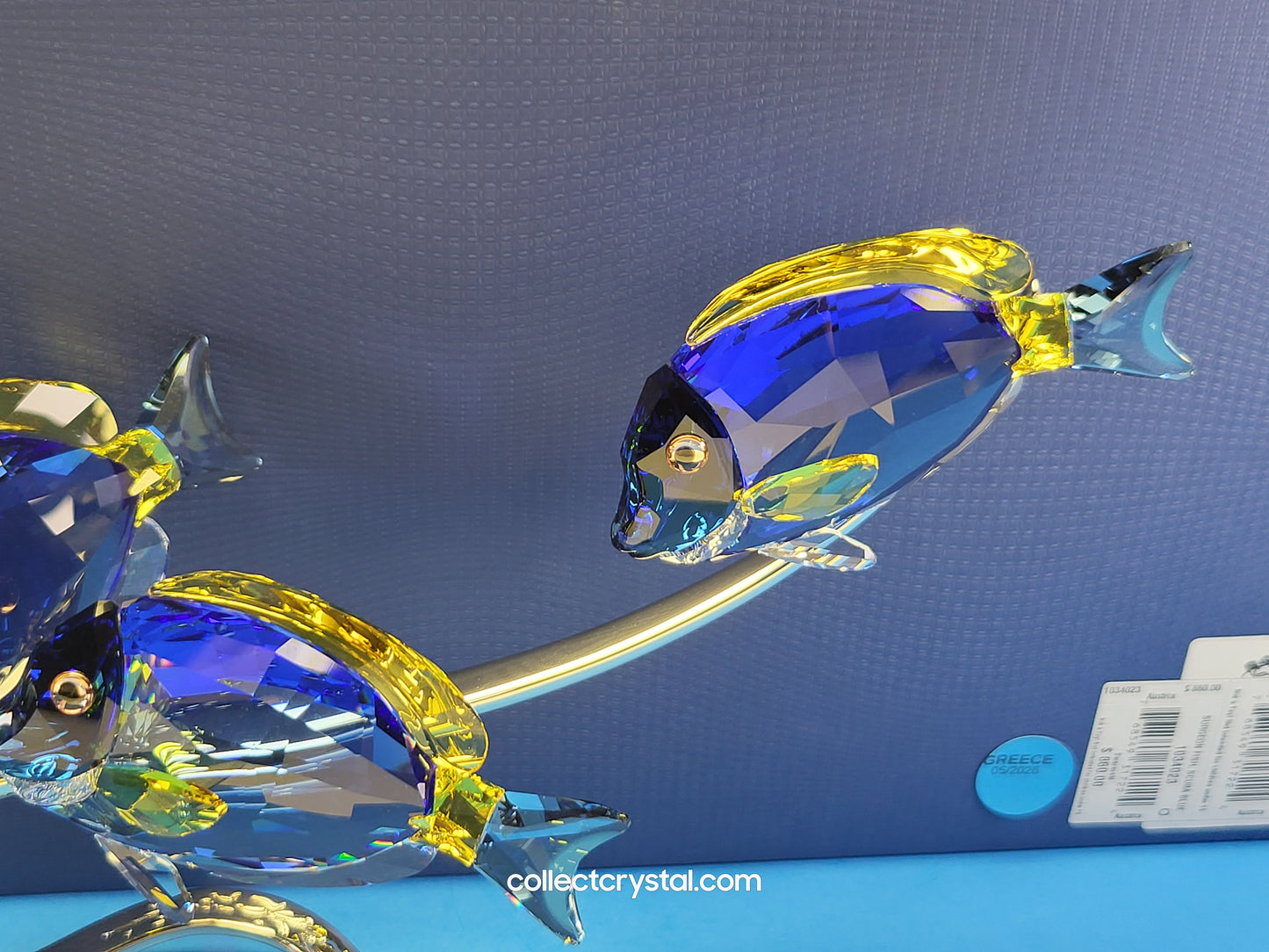 PARADISE FISH – SURGEONFISH # 1034023