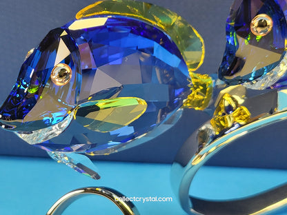 PARADISE FISH – SURGEONFISH # 1034023