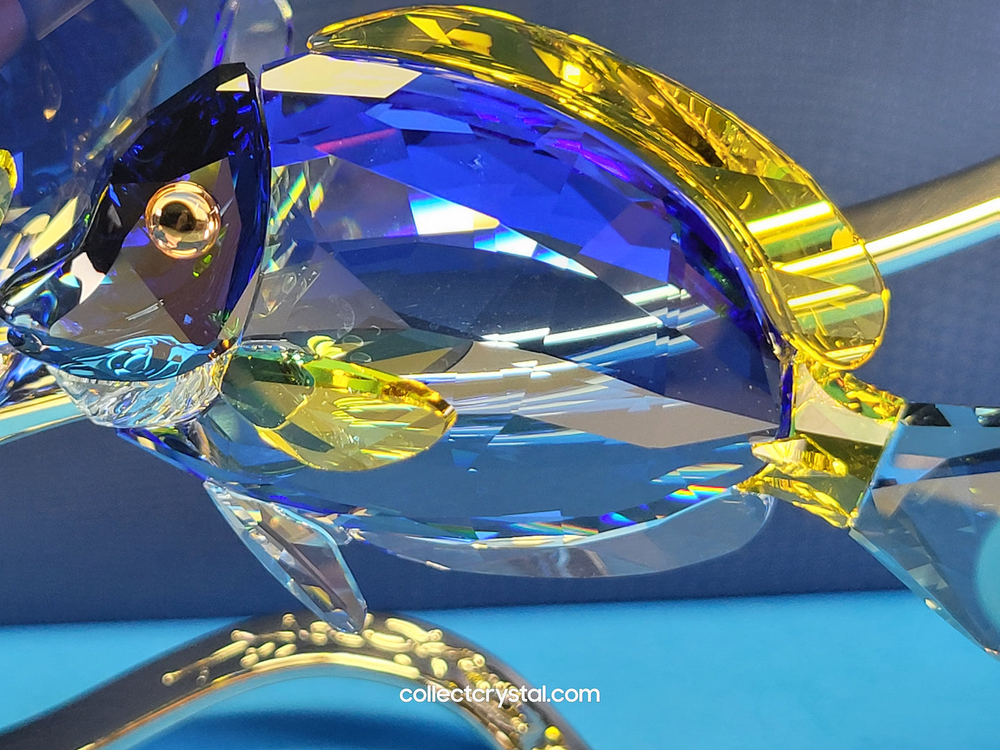 PARADISE FISH – SURGEONFISH # 1034023
