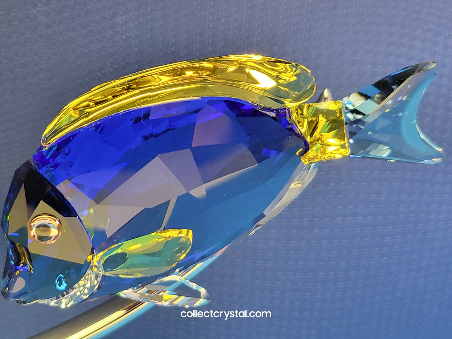 PARADISE FISH – SURGEONFISH # 1034023