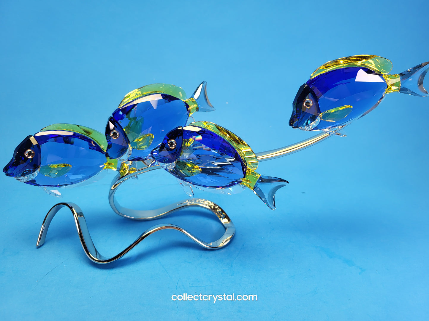 PARADISE FISH – SURGEONFISH # 1034023