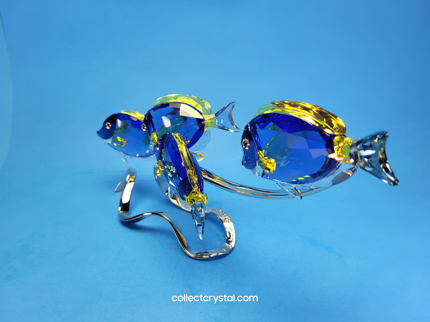 PARADISE FISH – SURGEONFISH # 1034023