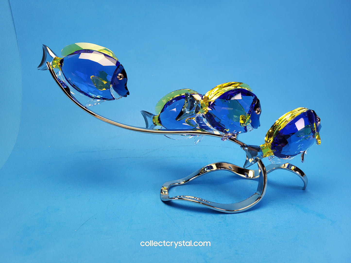 PARADISE FISH – SURGEONFISH # 1034023