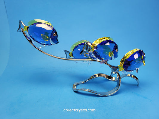 PARADISE FISH – SURGEONFISH # 1034023