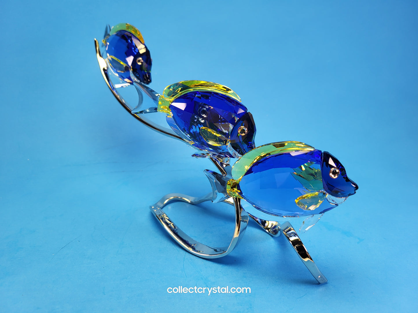 PARADISE FISH – SURGEONFISH # 1034023