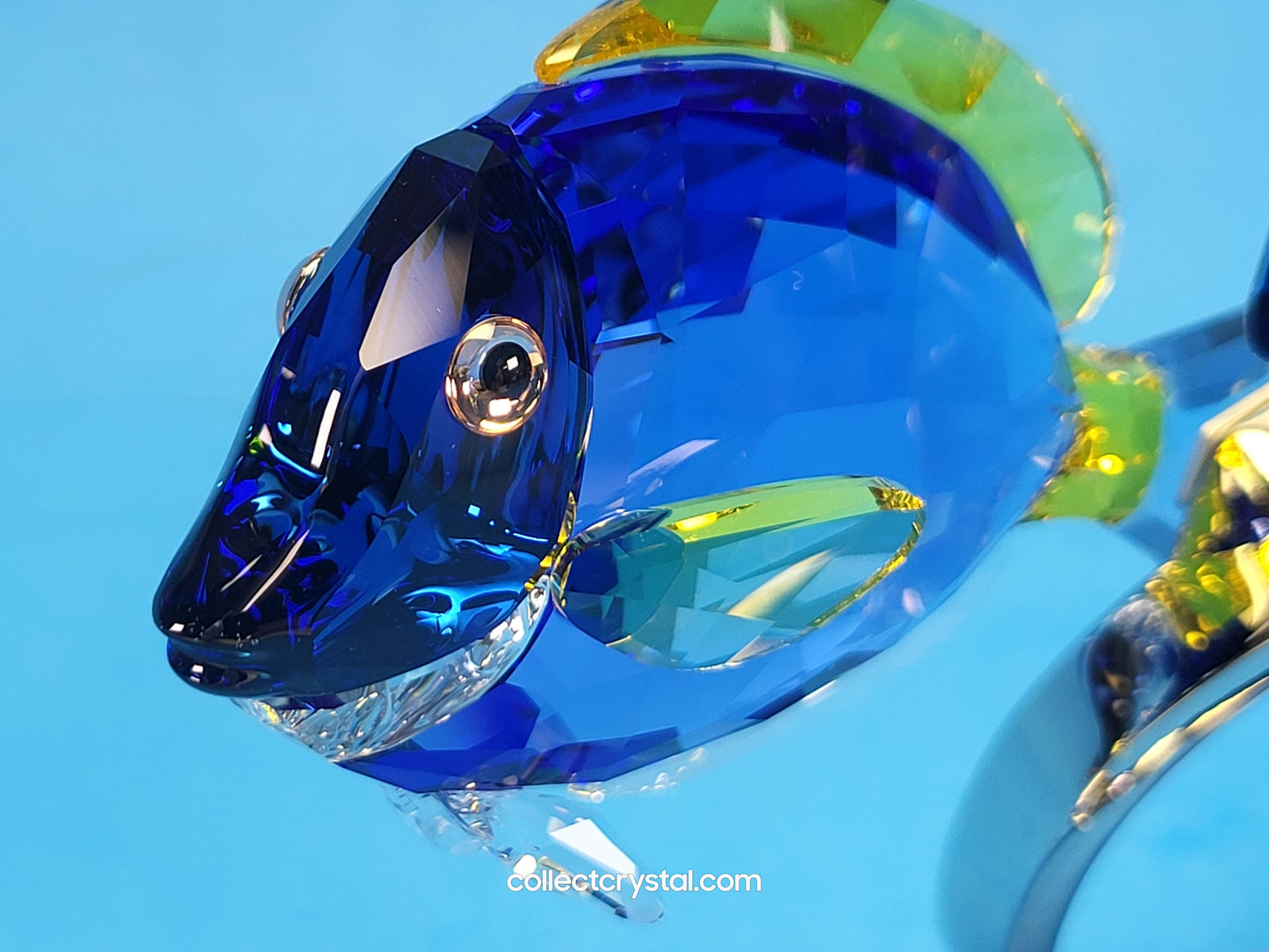 PARADISE FISH – SURGEONFISH # 1034023