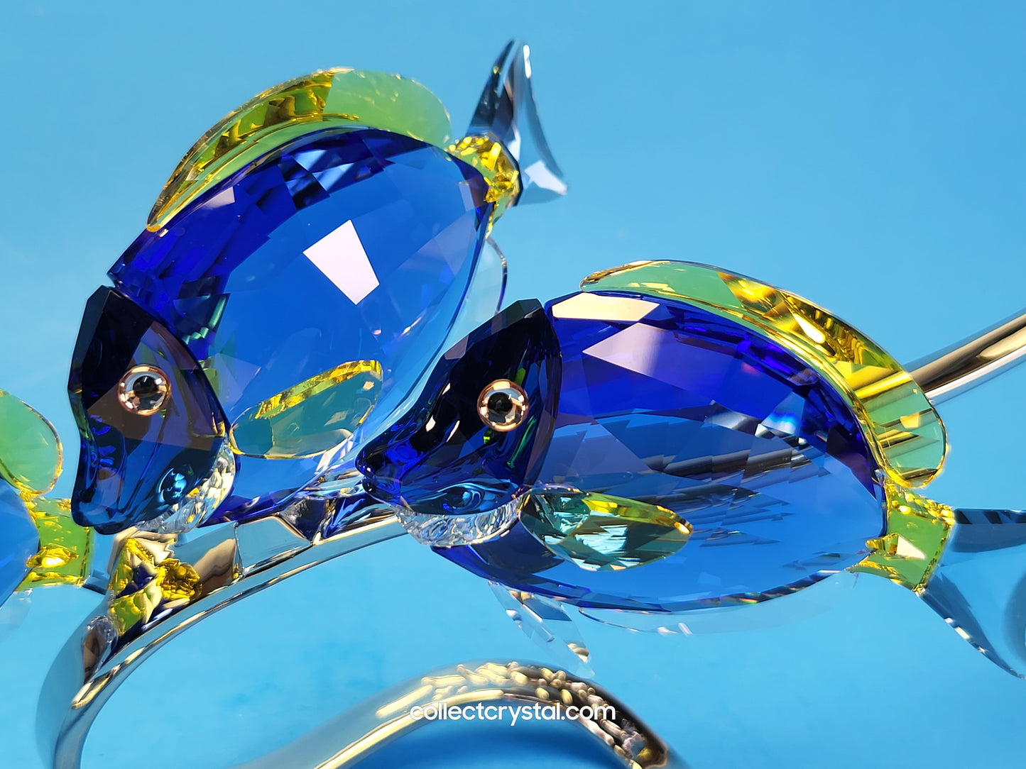 PARADISE FISH – SURGEONFISH # 1034023