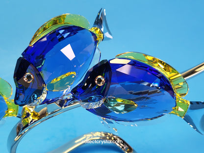 PARADISE FISH – SURGEONFISH # 1034023
