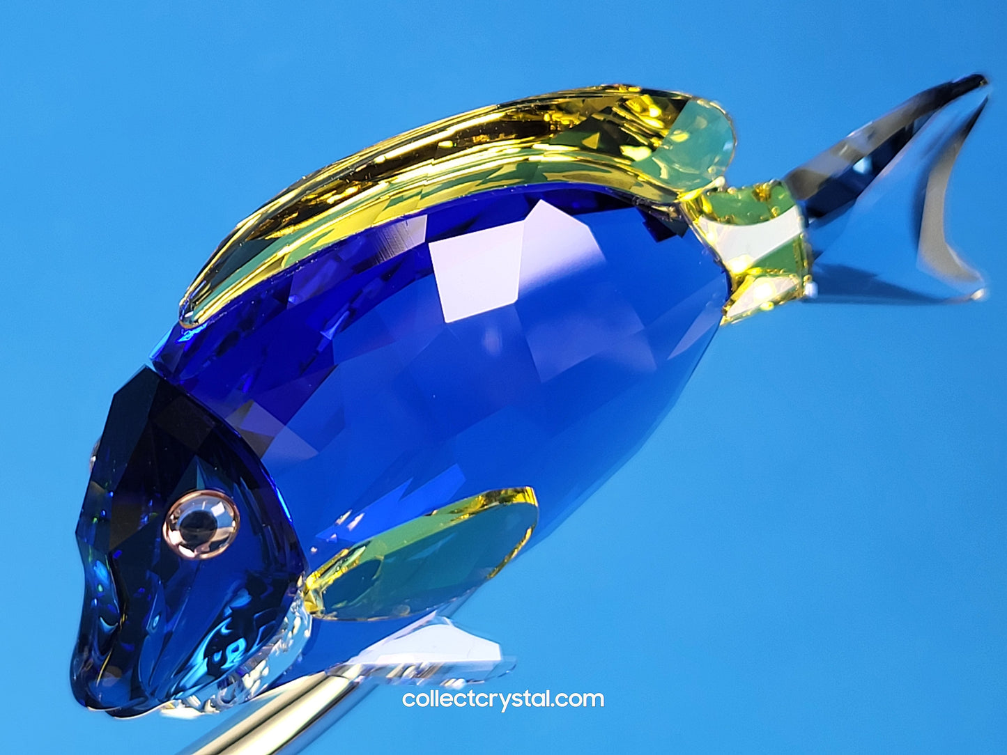 PARADISE FISH – SURGEONFISH # 1034023