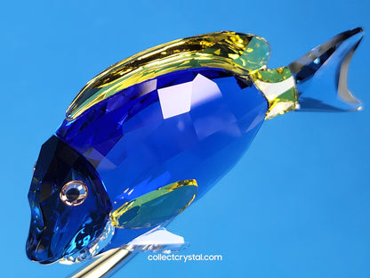 PARADISE FISH – SURGEONFISH # 1034023