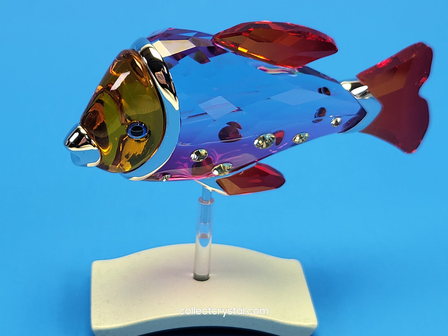 PARADISE FISH AND SOUTH SEA – OBJECT CAMARET FUCHSIA RAIN 626205