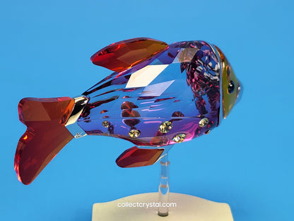 PARADISE FISH AND SOUTH SEA – OBJECT CAMARET FUCHSIA RAIN 626205