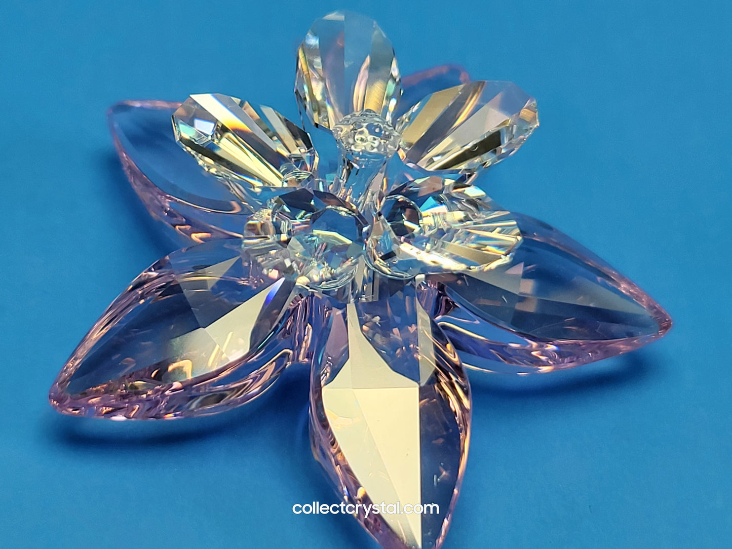 PARADISE FLOWERS – DEGIA ROSALINE MOONLIGHT 956807