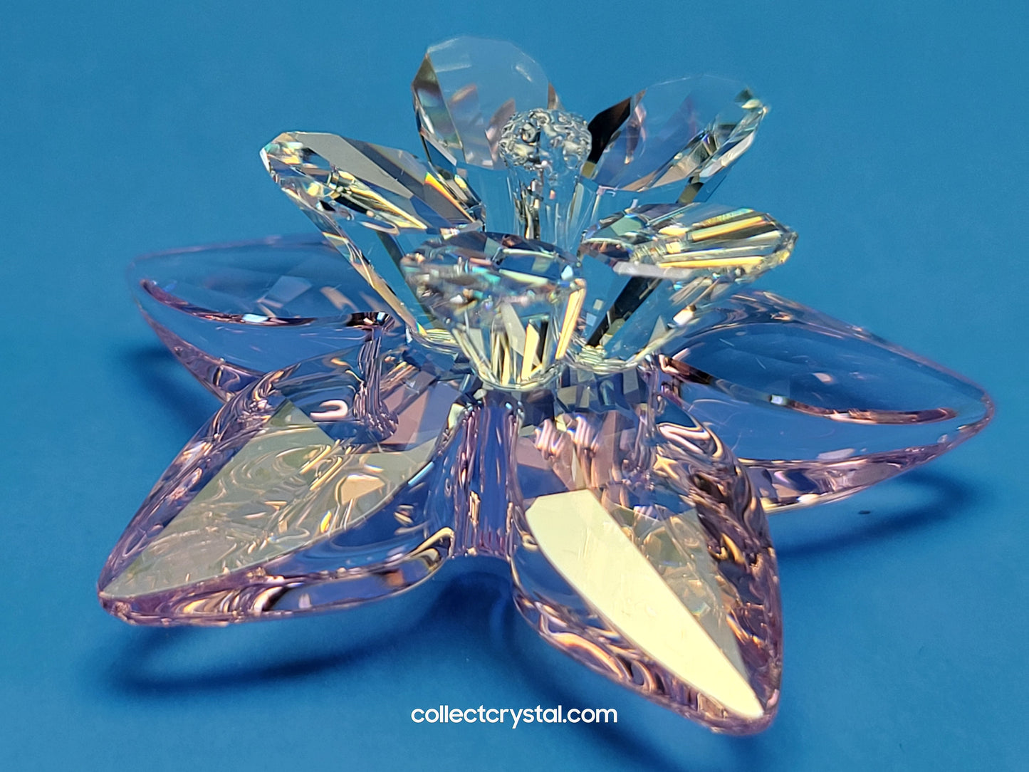 PARADISE FLOWERS – DEGIA ROSALINE MOONLIGHT 956807