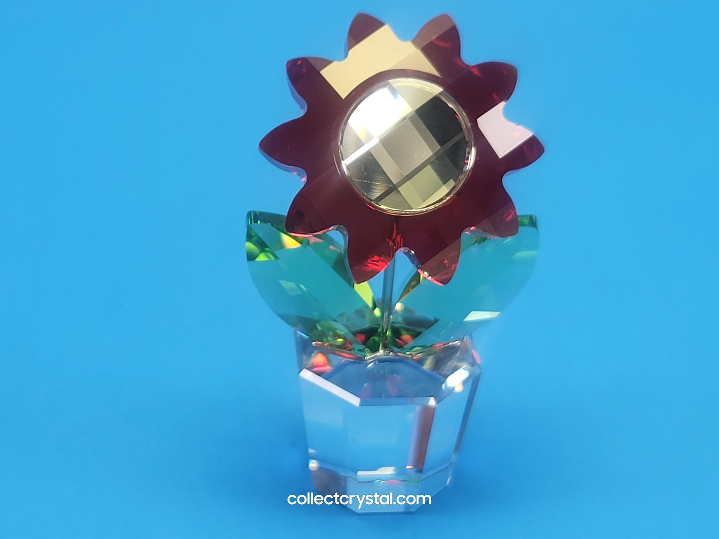 Happy Flower - Aster Red Flower in Pot # 681737