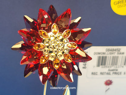 PARADISE FLOWERS – DOMONI LIGHT SIAM flower # 848452