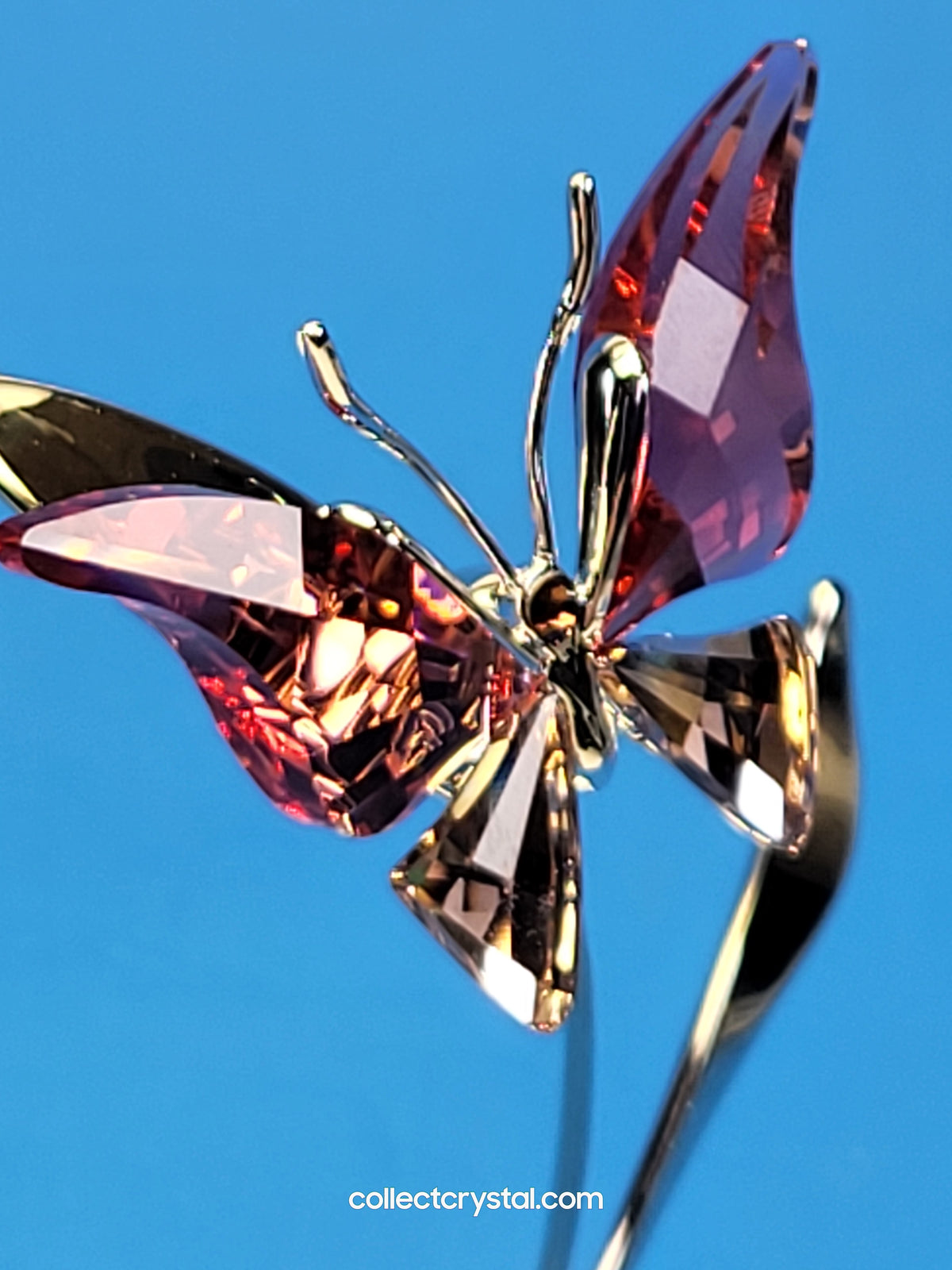 PARADISE BUGS OBJECT – BUTTERFLY - ALAVA PADPARADSCHA -  # 861936