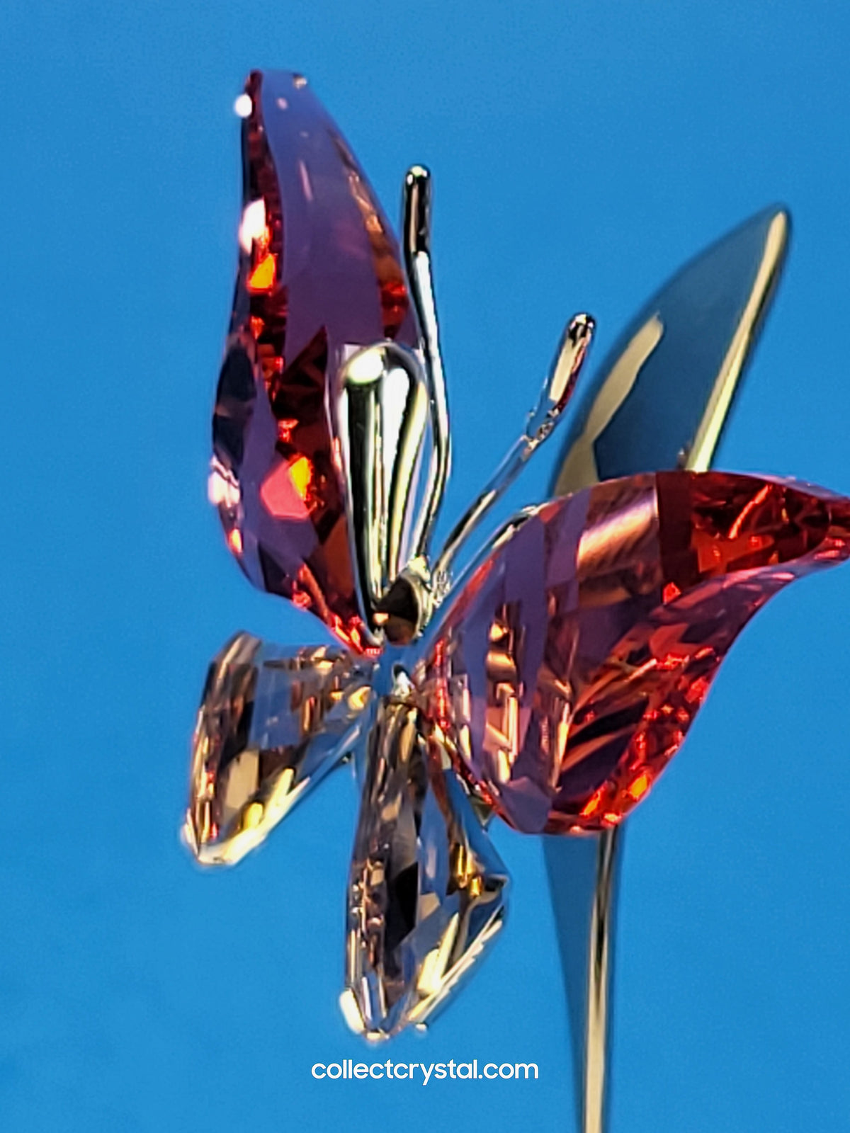 PARADISE BUGS OBJECT – BUTTERFLY - ALAVA PADPARADSCHA -  # 861936