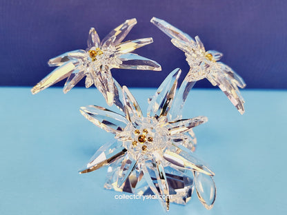 Flower Edelweiss star flowers scs 2020