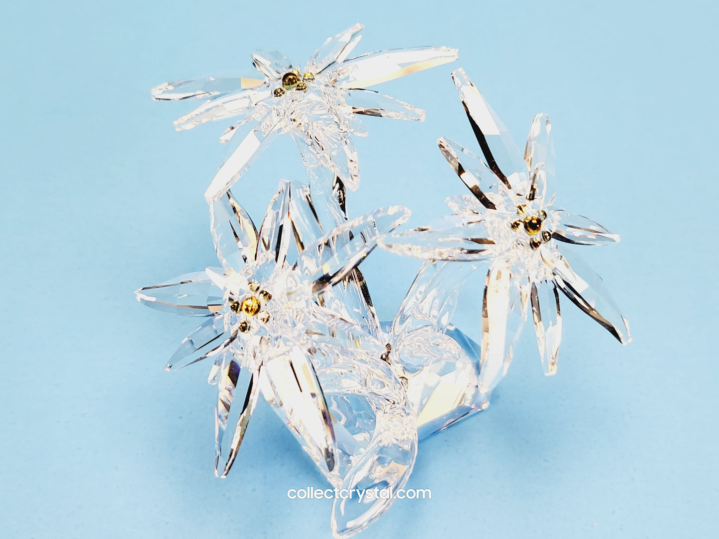 Flower Edelweiss star flowers scs 2020