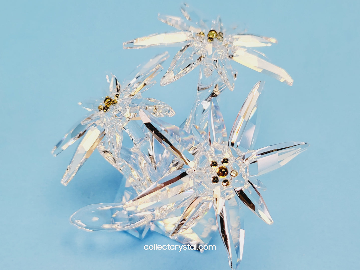 Flower Edelweiss star flowers scs 2020