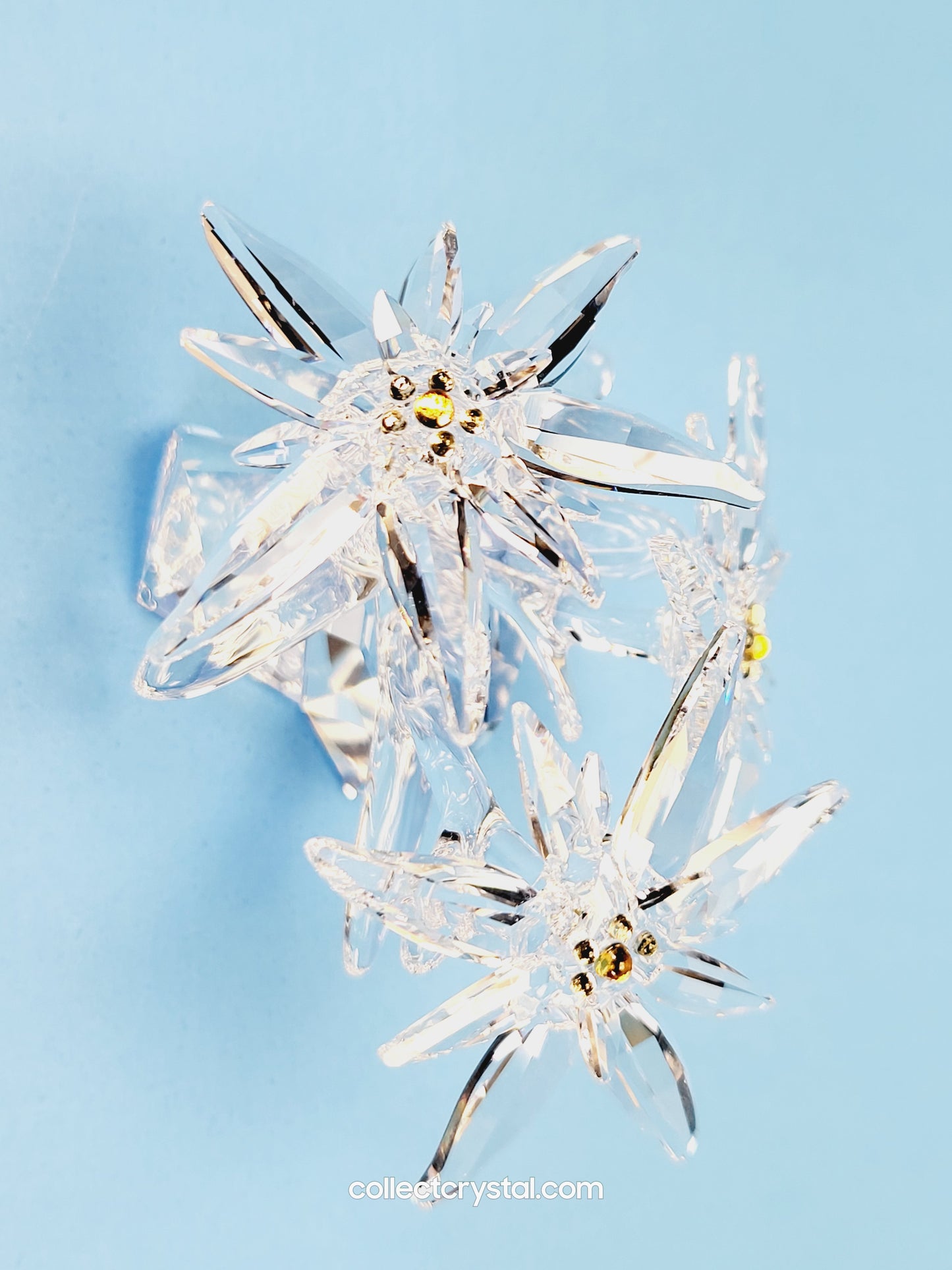 Flower Edelweiss star flowers scs 2020