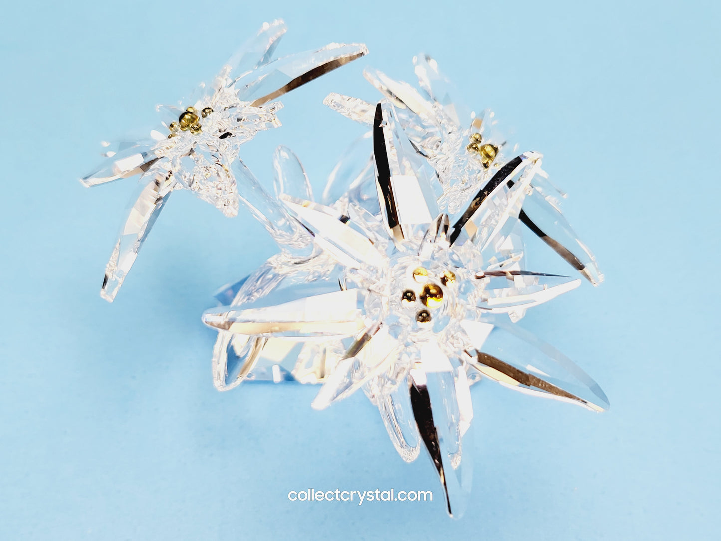 Flower Edelweiss star flowers scs 2020