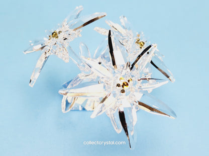 Flower Edelweiss star flowers scs 2020