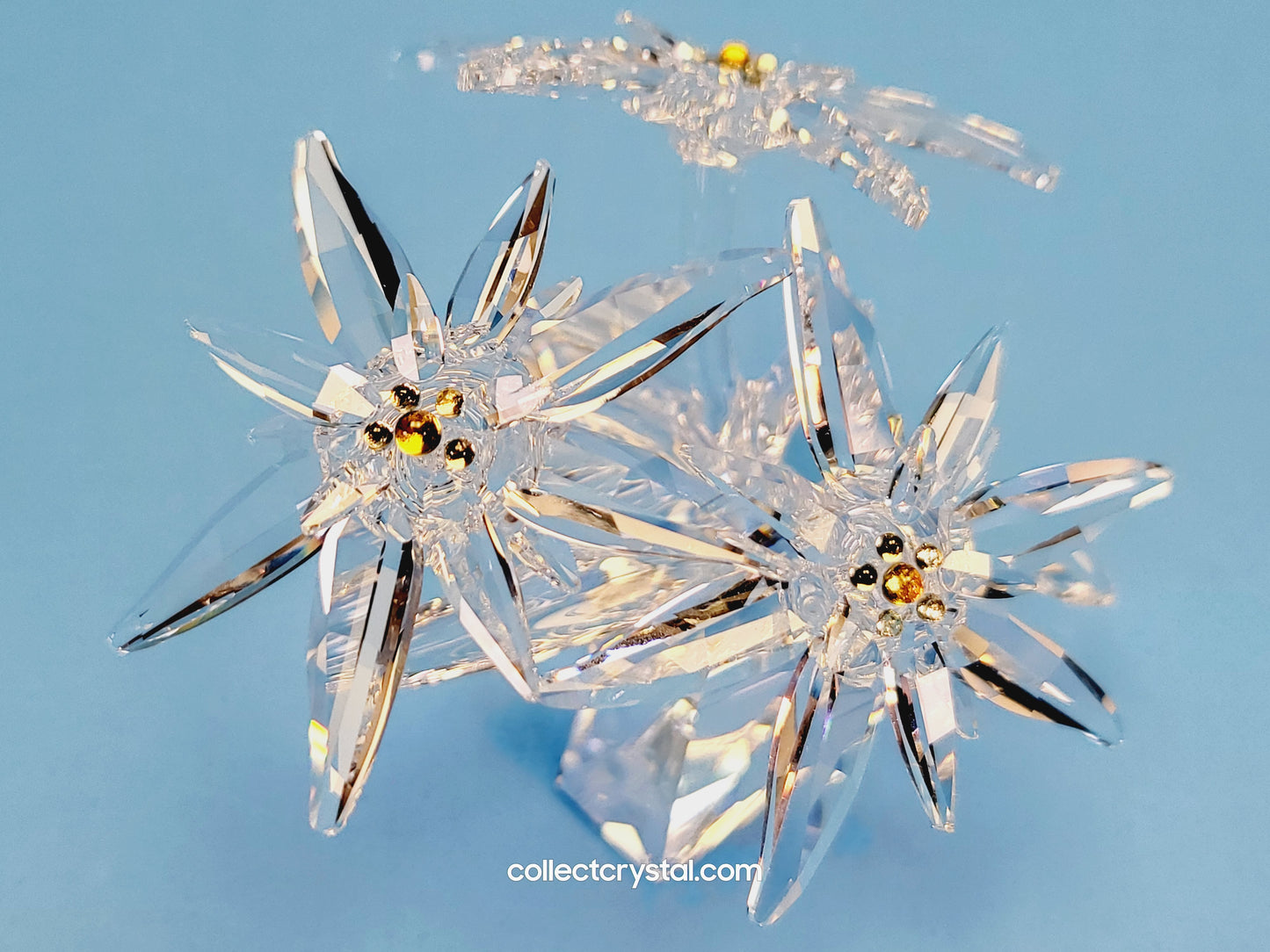 Flower Edelweiss star flowers scs 2020