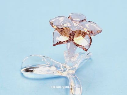 SCS Members Desert Rose Flower